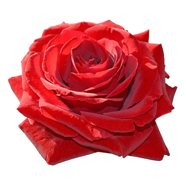 Schöne rote Rose isoliert auf weißem Hintergrund — Stockfoto