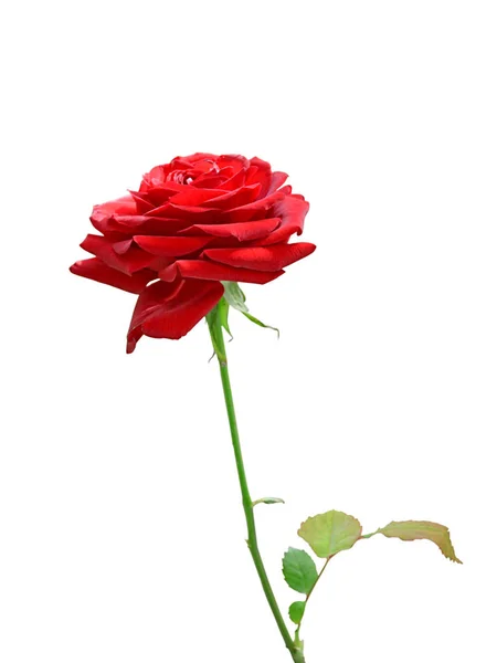 Beautiful red rose isolated on a white background — Stock Photo, Image