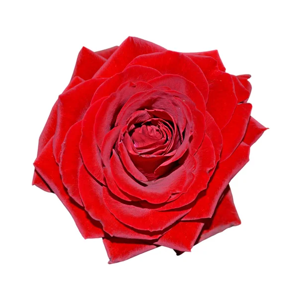 Linda rosa vermelha isolada em um fundo branco — Fotografia de Stock