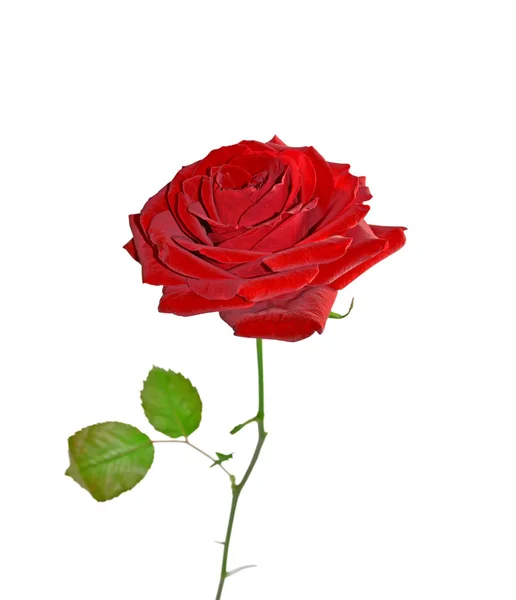 美丽的红玫瑰在白色的背景上与世隔绝 — 图库照片