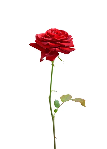 Beautiful red rose isolated on a white background — Stock Photo, Image