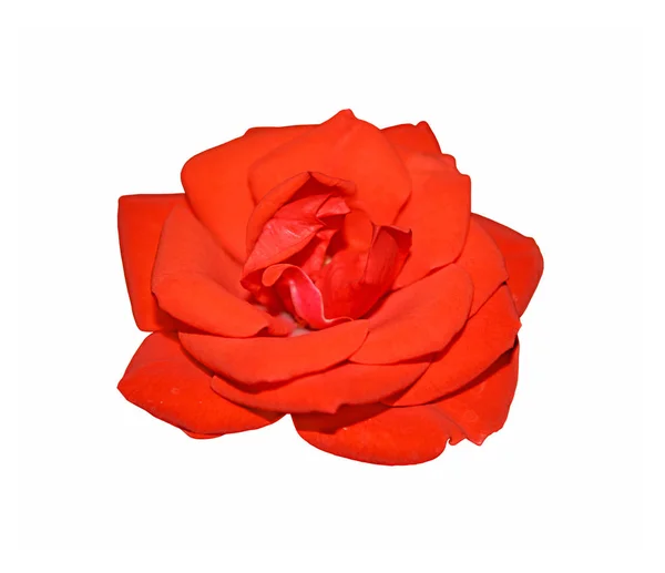 Belle rose rouge isolée sur fond blanc — Photo