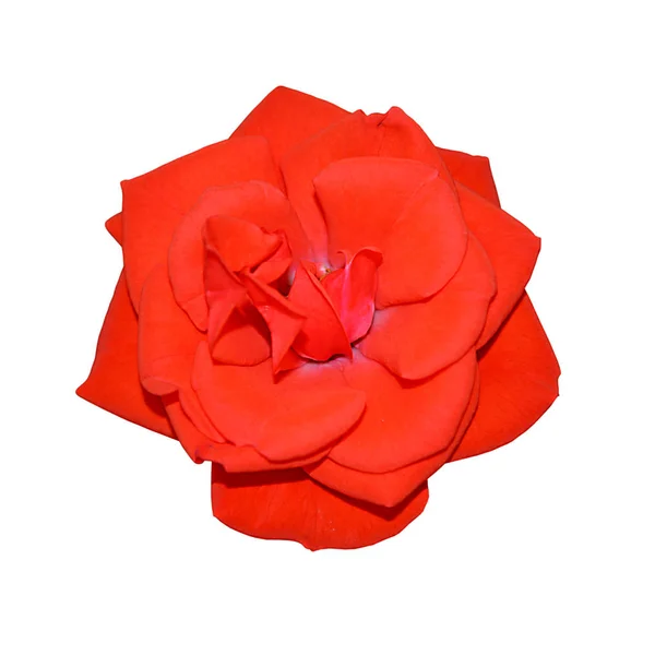 Belle rose rouge isolée sur fond blanc — Photo