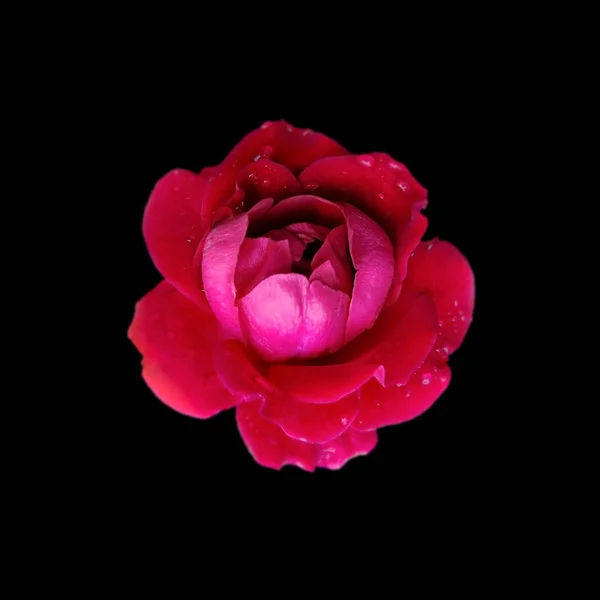 Mooie rode roos geïsoleerd op een zwarte achtergrond — Stockfoto