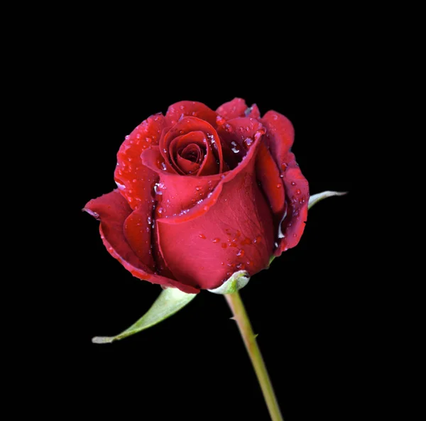 Красива червона троянда ізольована на чорному тлі — стокове фото