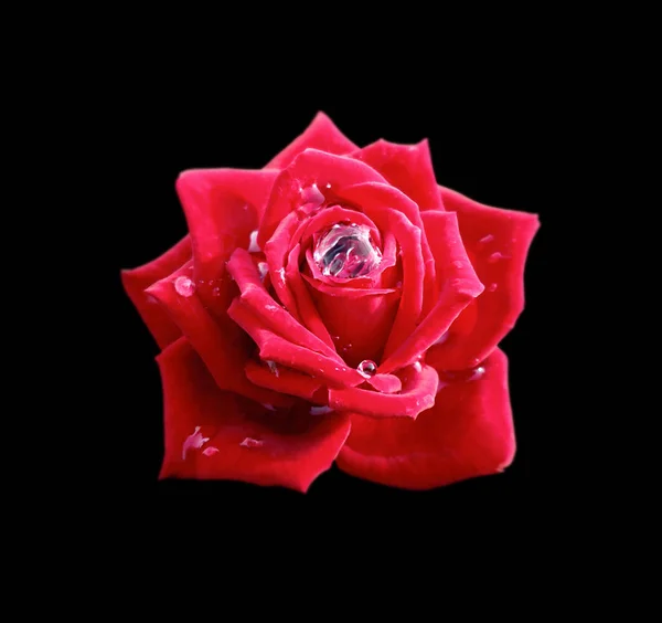 Hermosa rosa roja aislada sobre un fondo negro — Foto de Stock