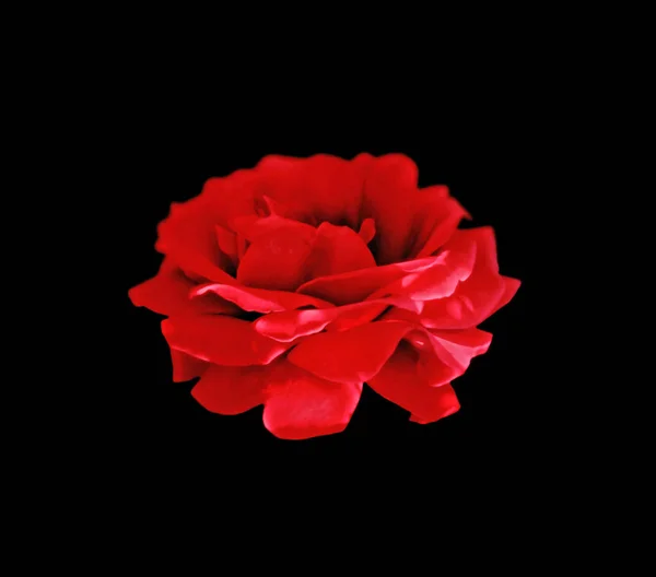 Schöne rote Rose isoliert auf schwarzem Hintergrund — Stockfoto