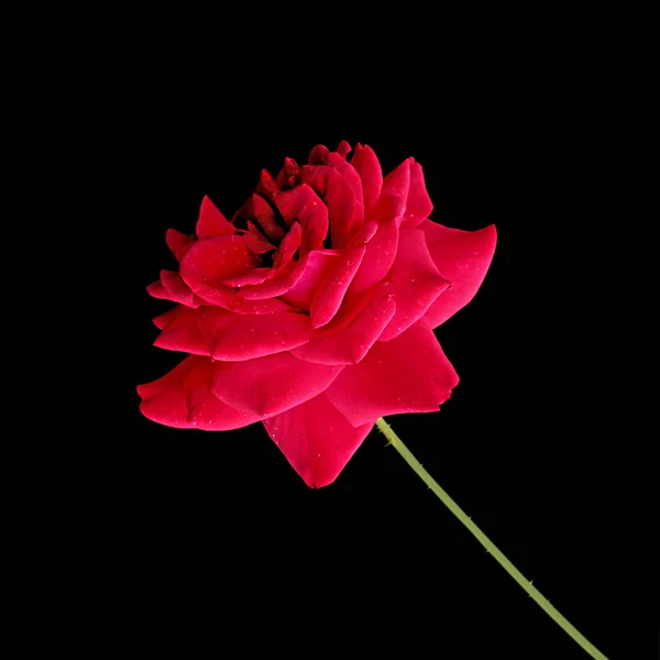 Linda rosa vermelha isolada em um fundo preto — Fotografia de Stock