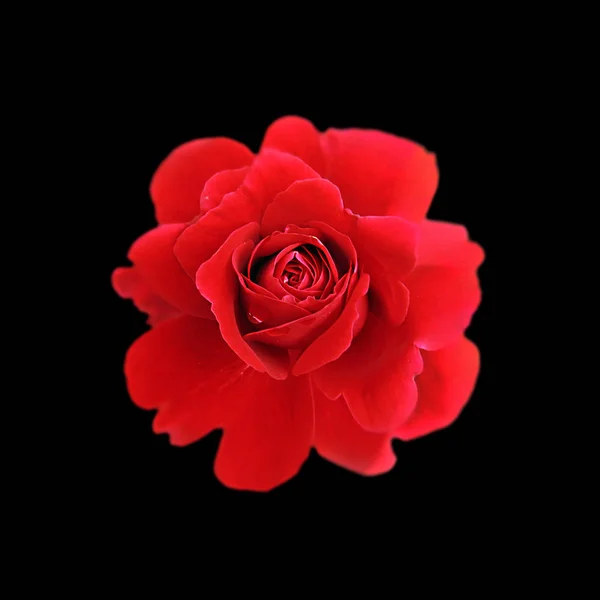 Hermosa rosa roja aislada sobre un fondo negro — Foto de Stock