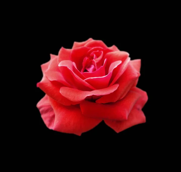 Belle rose rouge isolée sur fond noir — Photo