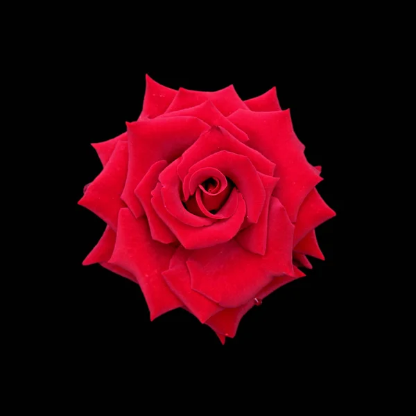 Hermosa rosa roja aislada sobre un fondo negro — Foto de Stock