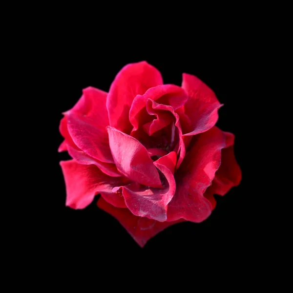 Linda rosa vermelha isolada em um fundo preto — Fotografia de Stock