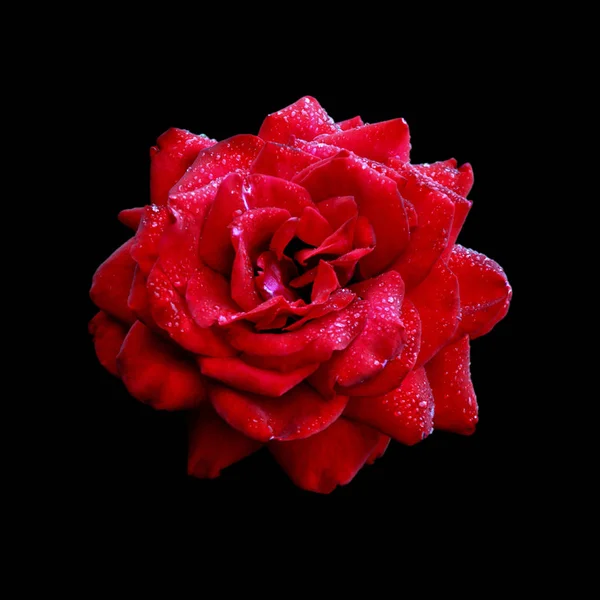 Siyah bir arka plan üzerinde izole güzel kırmızı gül