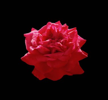 Siyah bir arka plan üzerinde izole güzel kırmızı gül