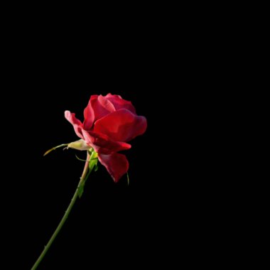 Siyah bir arka plan üzerinde izole güzel kırmızı gül