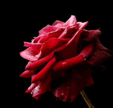 Siyah bir arka plan üzerinde izole güzel kırmızı gül