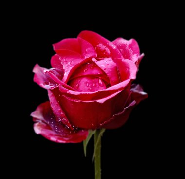 Siyah bir arka plan üzerinde izole güzel kırmızı gül