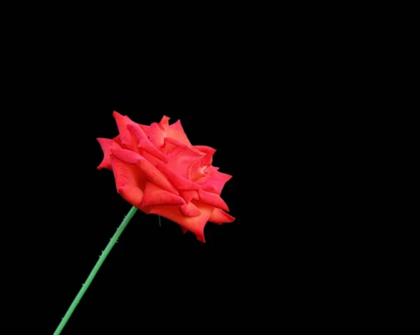 검은색에 고립 된 아름 다운 붉은 장미 — 스톡 사진
