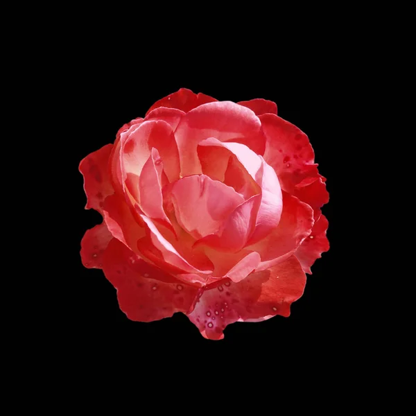 美丽的红玫瑰，一个黑色的背景上孤立 — 图库照片