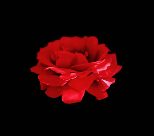 Belle rose rouge isolée sur fond noir — Photo