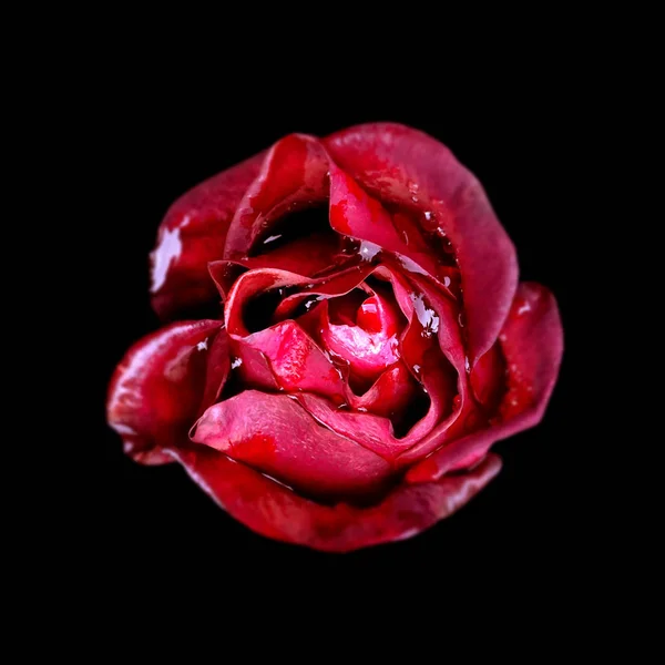 Beautiful red rose isolated on a black background — Stock Photo, Image