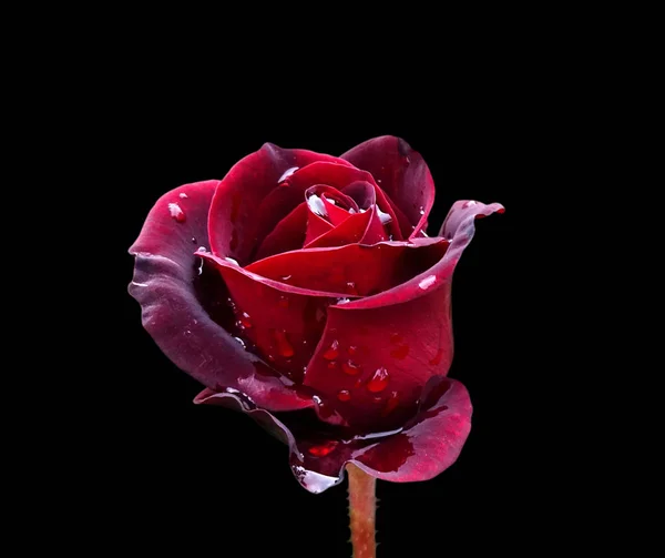 Hermosa rosa roja aislada sobre un fondo negro — Foto de Stock