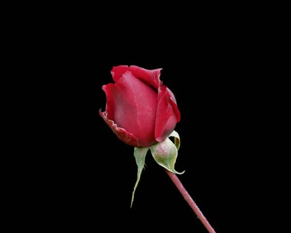 Hermosa rosa roja aislada sobre un fondo negro —  Fotos de Stock