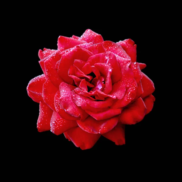 Siyah bir arka plan üzerinde izole güzel kırmızı gül