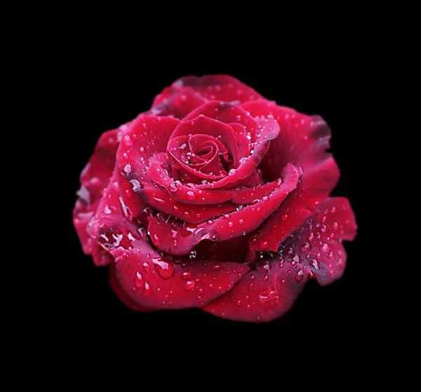 Beautiful red rose isolated on a black background — Stock Photo, Image