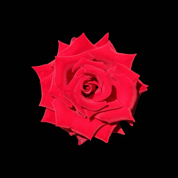 Hermosa rosa roja aislada sobre un fondo negro — Foto de Stock