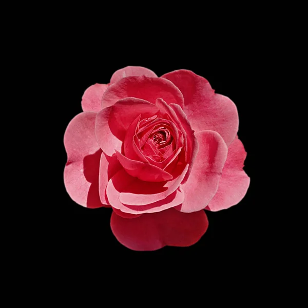 Belle rose rouge isolée sur fond noir — Photo