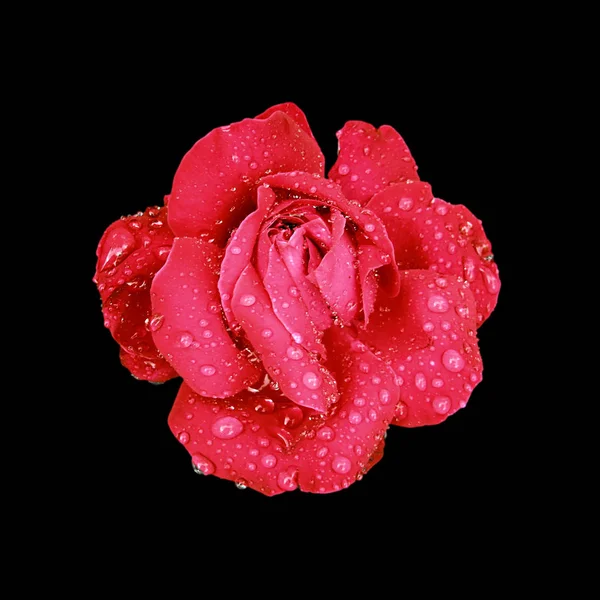 Красива червона троянда ізольована на чорному тлі — стокове фото