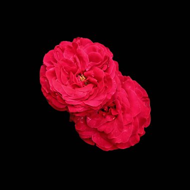 Siyah arka planda iki kırmızı gül.