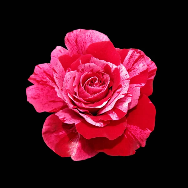 Belle rose rouge isolée sur fond noir — Photo