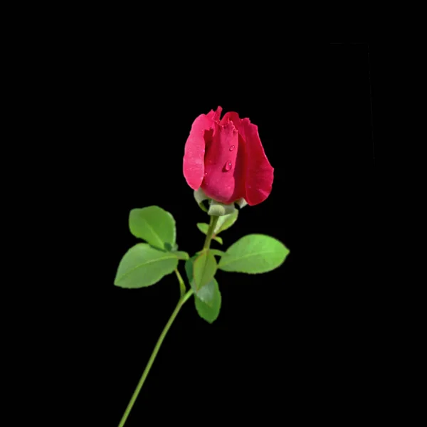 Hermosa rosa roja aislada sobre un fondo negro —  Fotos de Stock