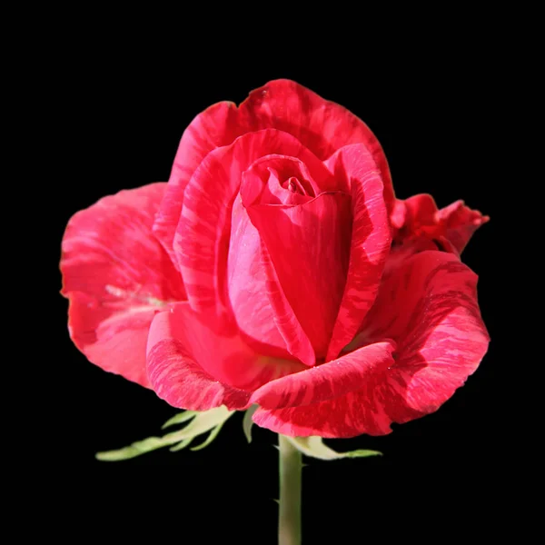 黒の背景に分離された美しい赤いバラ — ストック写真