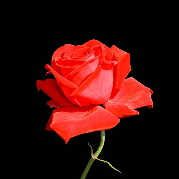 Beautiful red rose isolated on a black background — Stock Photo, Image