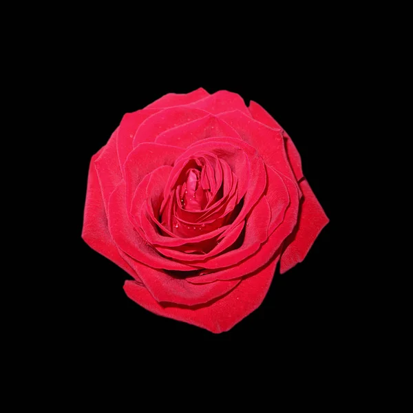 Mooie rode roos geïsoleerd op een zwarte achtergrond — Stockfoto