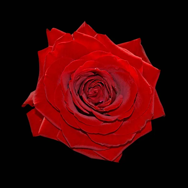 Hermosa rosa roja aislada sobre un fondo negro — Foto de Stock