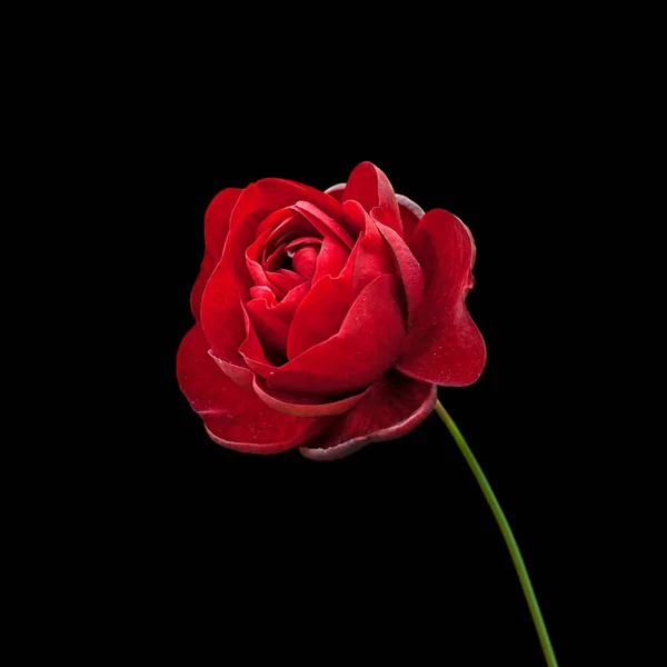검은색에 고립 된 아름 다운 붉은 장미 — 스톡 사진