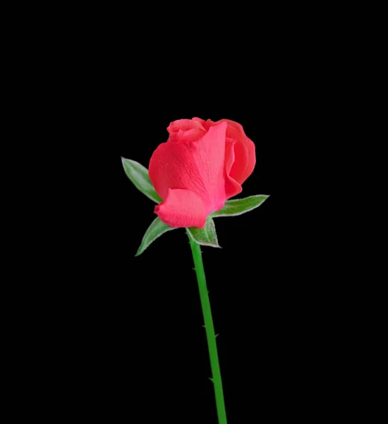 Bella rosa rossa isolata su sfondo nero — Foto Stock