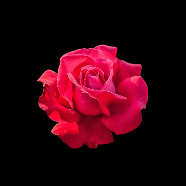 Belle rose rouge isolée sur fond noir — Photo