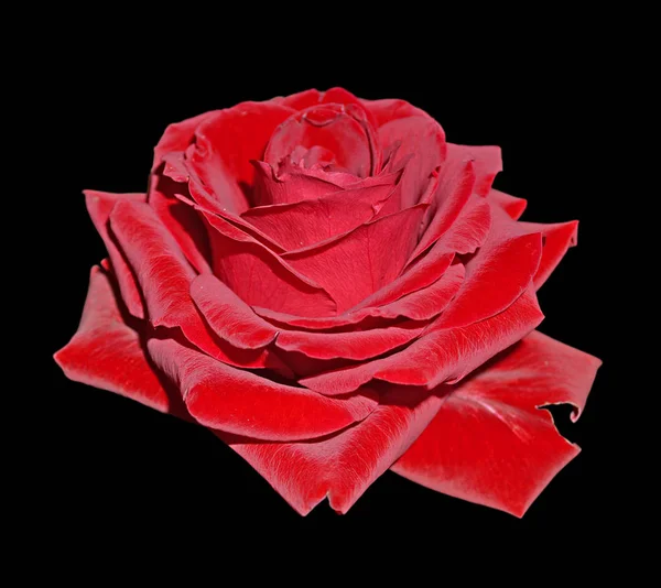 Hermosa rosa roja aislada sobre un fondo negro — Foto de Stock