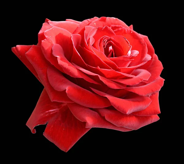 Hermosa rosa roja aislada sobre un fondo negro — Foto de Stock