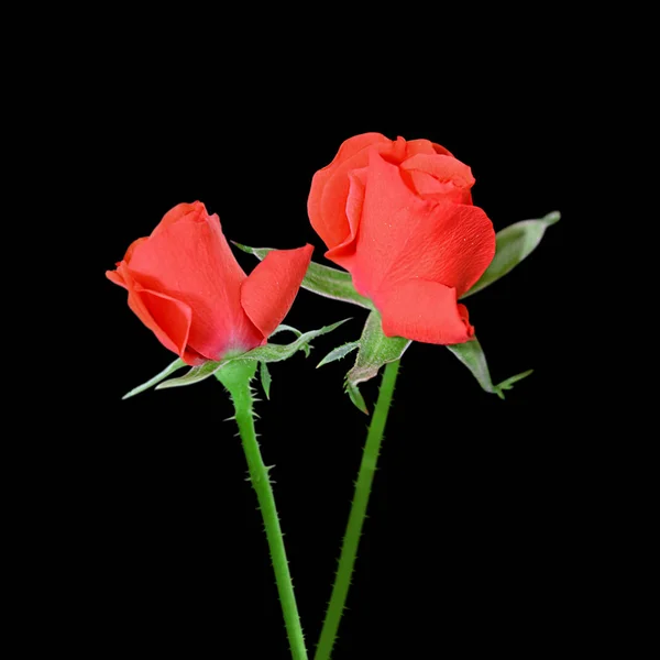 美丽的红玫瑰，黑色背景上孤立 — 图库照片