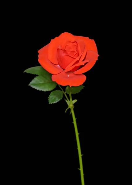 Beautiful red rose isolated on a black background — Stock Photo, Image