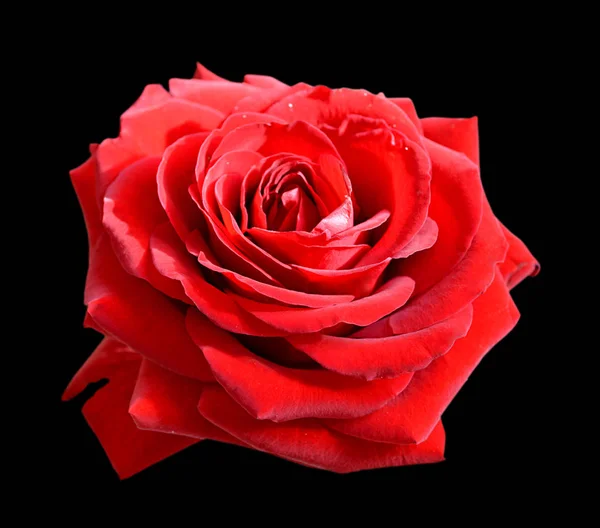 Hermosa rosa roja aislada sobre un fondo negro — Foto de Stock