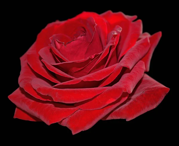 Schöne rote Rose isoliert auf schwarzem Hintergrund — Stockfoto