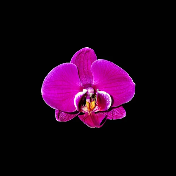 Beautiful purple orchid isolated on a black background — Stock Photo, Image