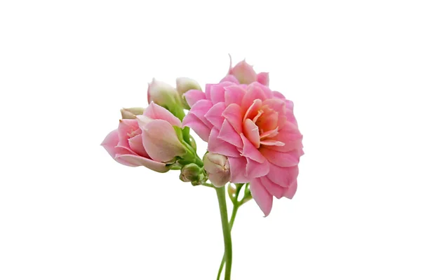 Веточка красивых розовых цветов на белом фоне — стоковое фото